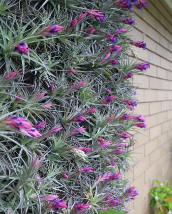 Air Plant ( Australia Only )