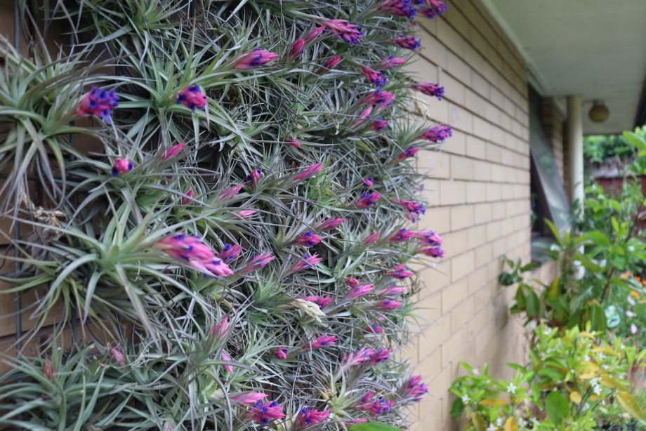 Air Plant ( Australia Only )