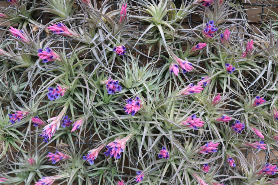 Air Plant ( Australia Only )