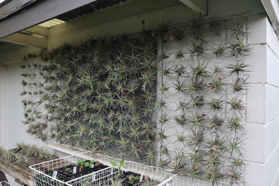 Air Plant ( Australia Only )