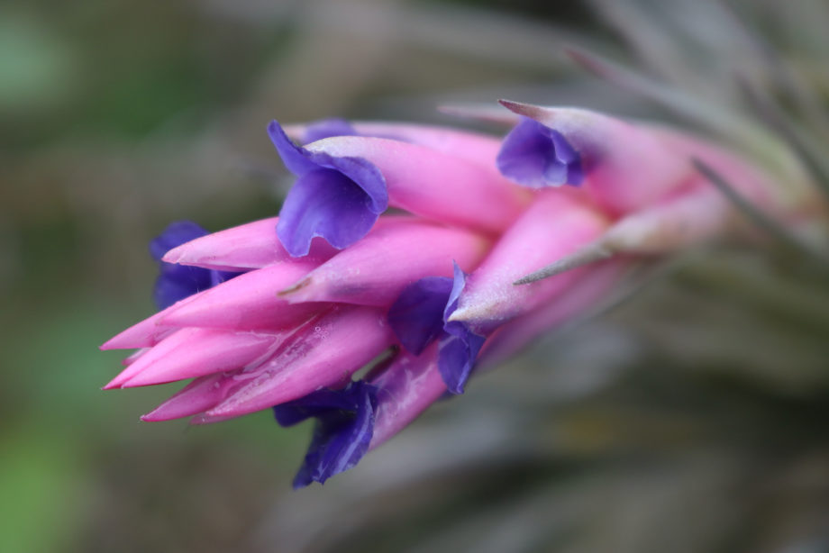 Air Plant ( Australia Only )