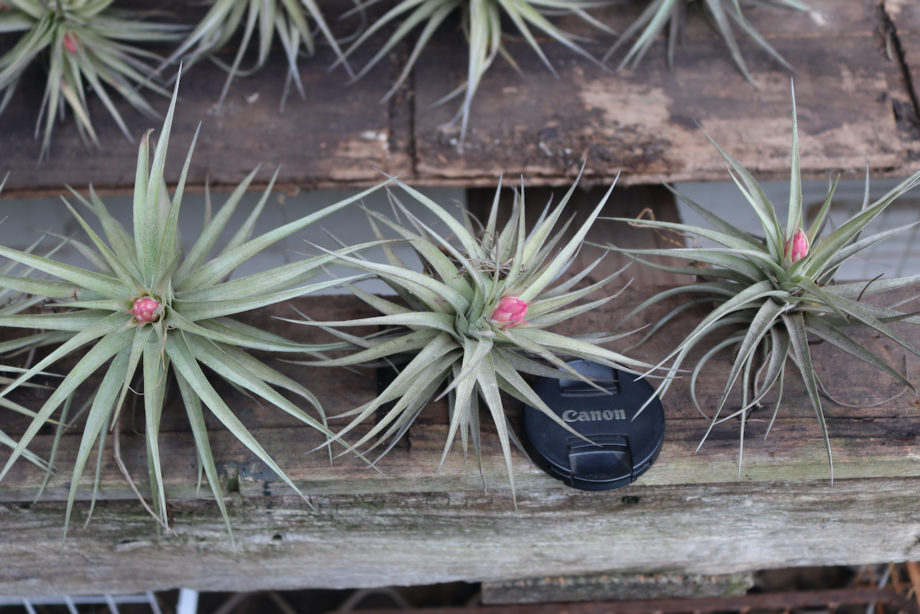 Air Plant ( Australia Only )