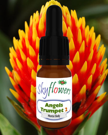 Angels Trumpet 2 | Flower of the Year for 2024