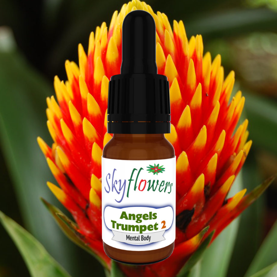 Angels Trumpet 2 | Flower of the Year for 2024