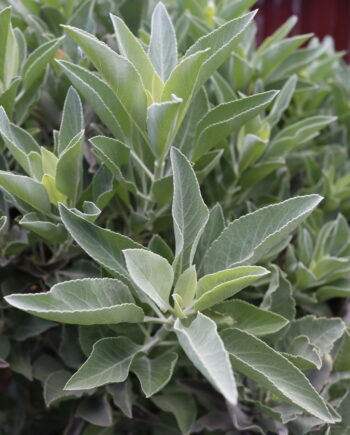 White Sage | 20g Loose Leaf