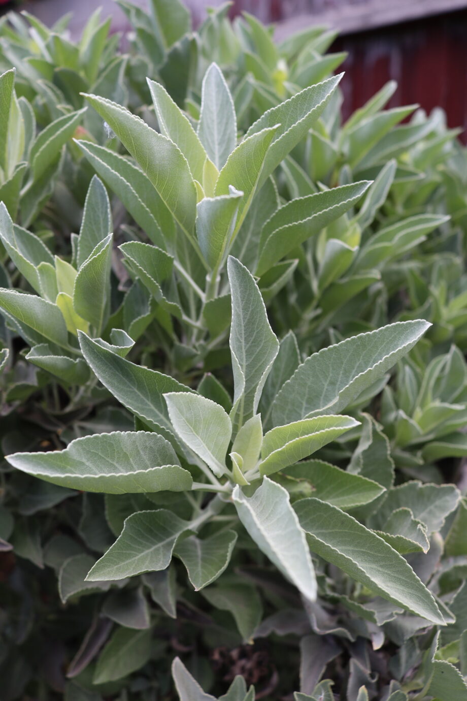 White Sage | 15ml Stock Remedy